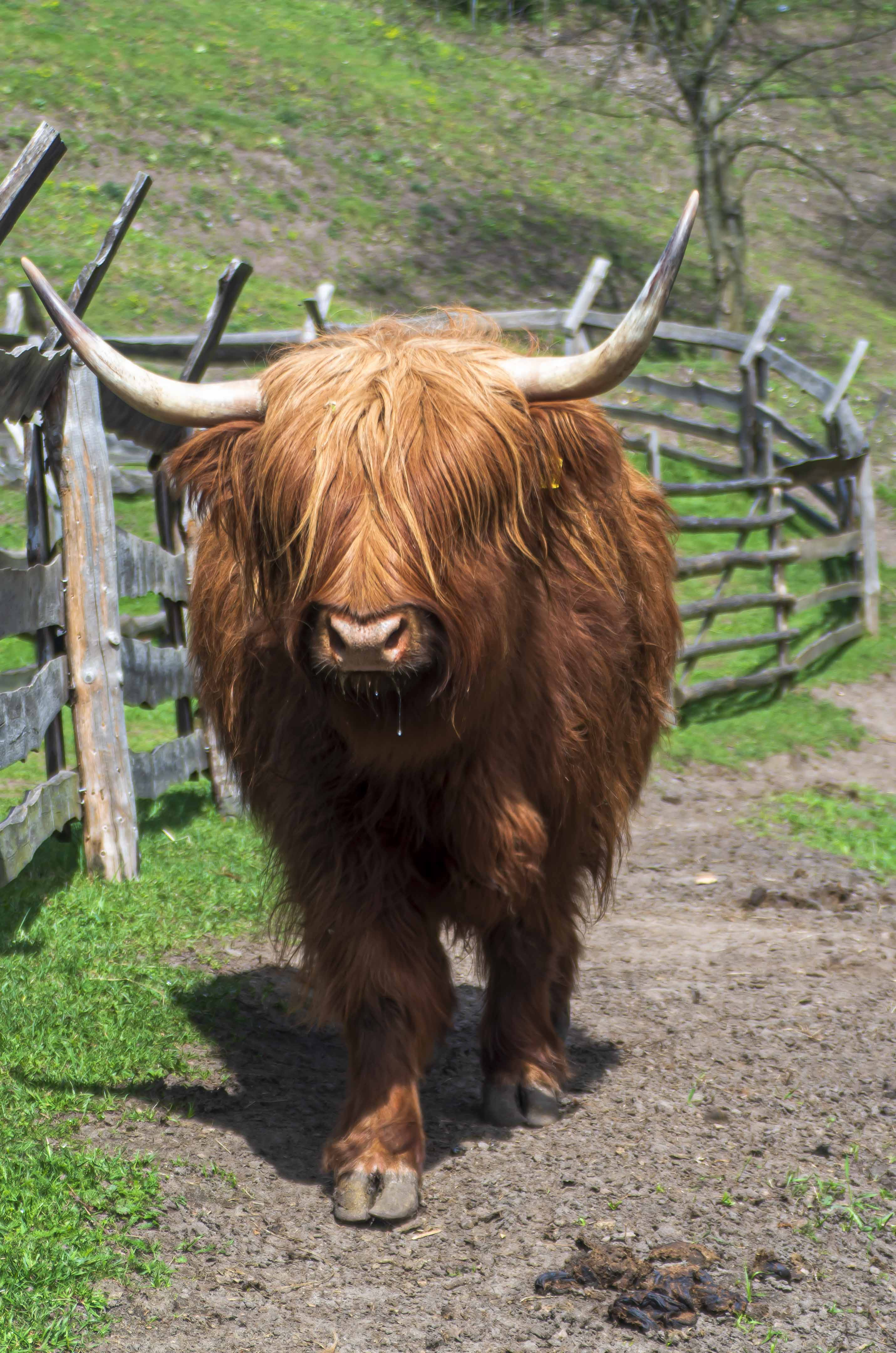 Highland